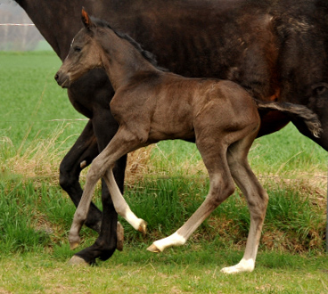 Oldenburger Stutfohlen von Saint Cyr u.d. Libelle v. Leopold u.d. Odette v. Dornbun, Foto: Beate Langels - Trakehner Gestt Hmelschenburg