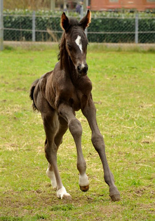Oldenburger Stutfohlen von Saint Cyr u.d. Libelle v. Leopold u.d. Odette v. Dornbun, Foto: Beate Langels - Trakehner Gestt Hmelschenburg