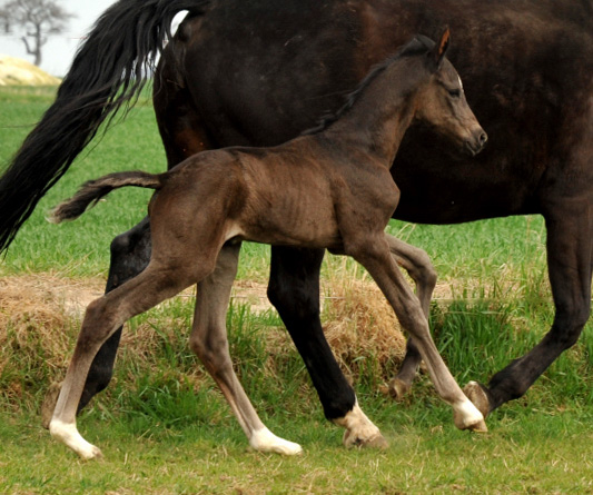 Oldenburger Stutfohlen von Saint Cyr u.d. Libelle v. Leopold u.d. Odette v. Dornbun, Foto: Beate Langels - Trakehner Gestt Hmelschenburg