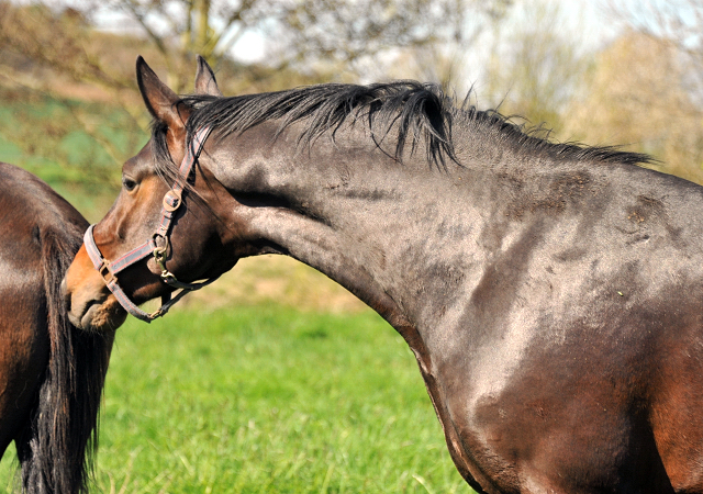 Under Fire von Saint Cyr - 21. April 2015 - Foto Beate Langels - Gestt Hmelschenburg