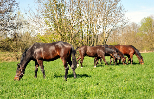 Die Ein- u. Zweijhrigen Hengste genieen den ersten Tag der Weidesaison 2015 - Foto Beate Langels - Gestt Hmelschenburg