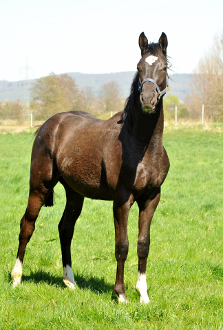 Jhrlingshengst von Saint Cyr u.d. Greta Garbo v. Alter Fritz - Foto Beate Langels - Gestt Hmelschenburg