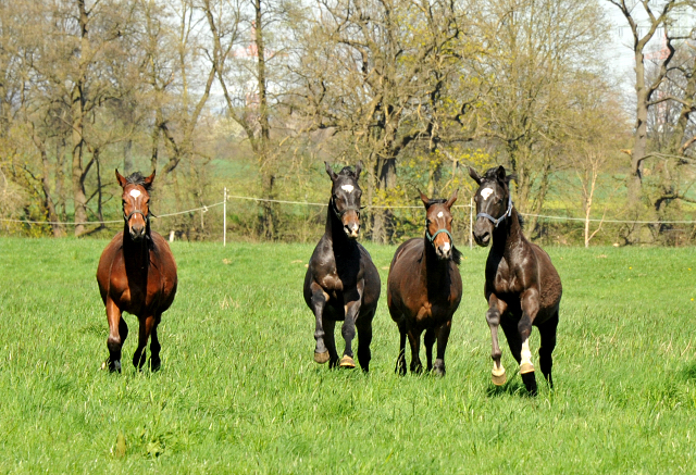 Die Ein- u. Zweijhrigen Hengste genieen den ersten Tag der Weidesaison 2015 - Foto Beate Langels - Gestt Hmelschenburg