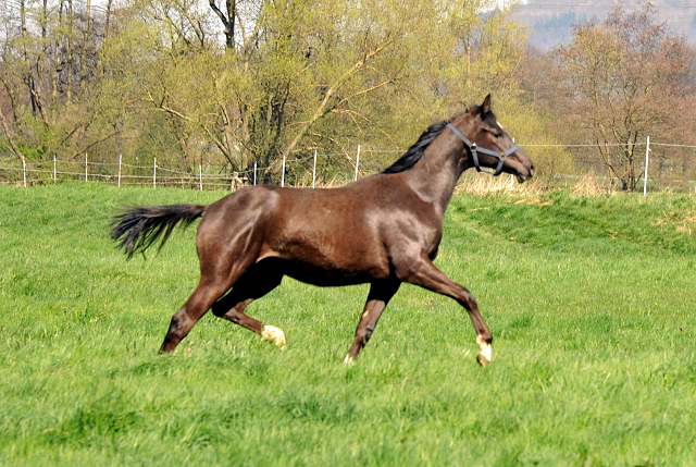 Jhrlingshengst von Saint Cyr u.d. Greta Garbo v. Alter Fritz - Foto Beate Langels - Gestt Hmelschenburg