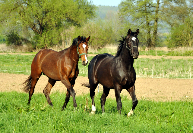 Zweijähriger Hengst von Saint Cyr x Greta Garbo - 21. April 2016 - Foto: Beate Langels -
Trakehner Gestüt Hämelschenburg