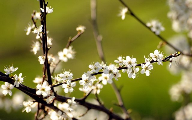 21. April 2016 - Foto: Beate Langels -
Trakehner Gestüt Hämelschenburg
