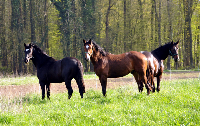 Zweijähriger Hengst von Saint Cyr x Greta Garbo - 21. April 2016 - Foto: Beate Langels -
Trakehner Gestüt Hämelschenburg
