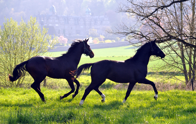 Zweijhrige Hengste von Saint Cyr u.d. Guendalina bzw. Greta Garbo - 21. April 2016  - Foto: Beate Langels -
Trakehner Gestt Hmelschenburg