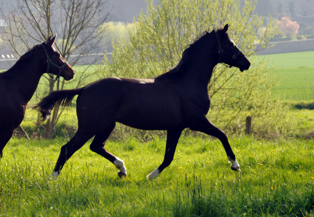 Zweijhriger Hengst von Saint Cyr x Greta Garbo - 21. April 2016  - Foto: Beate Langels -
Trakehner Gestt Hmelschenburg