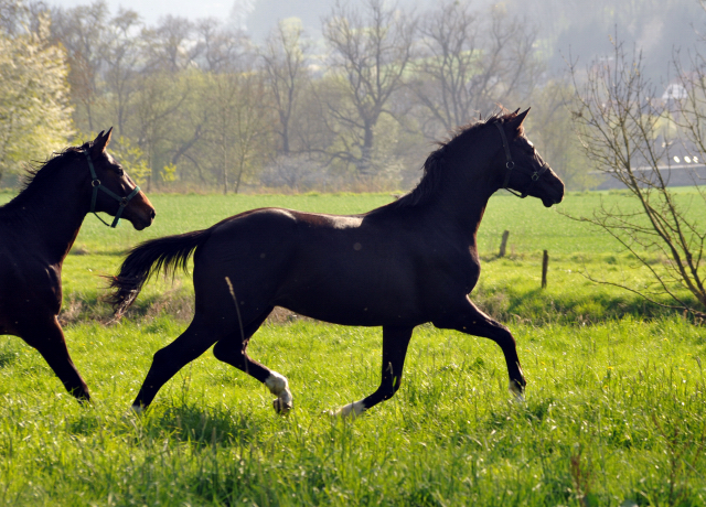 Zweijhriger Hengst von Saint Cyr x Greta Garbo - 21. April 2016  - Foto: Beate Langels -
Trakehner Gestt Hmelschenburg