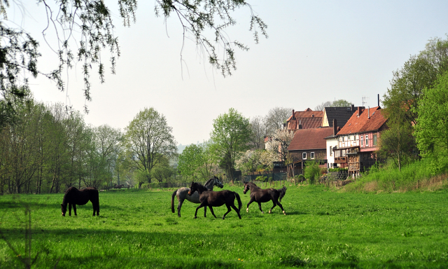 Die Zuchtstuten im Gestt Hmelschenburg