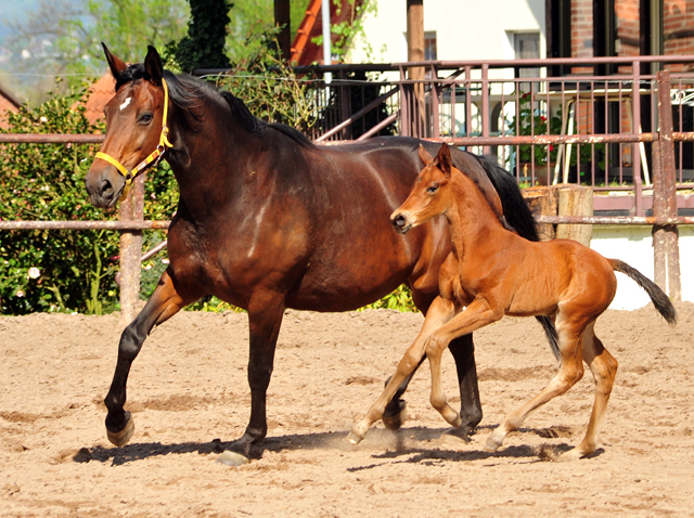 Schwalbenlicht und Schwalbe's Beauty v. High Motion im Gestt Hmelschenburg