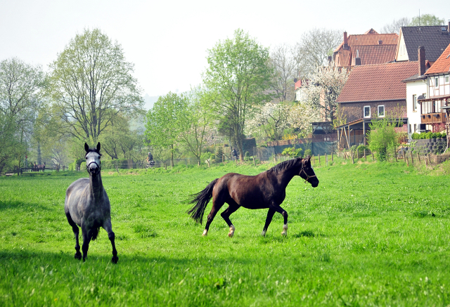 Die Zuchtstuten im Gestt Hmelschenburg