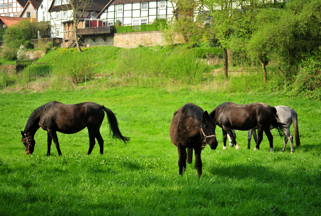 Die Zuchtstuten im Gestt Hmelschenburg