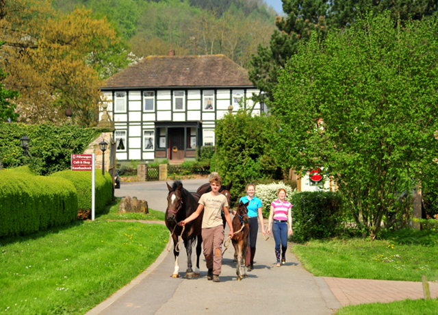 Die Zuchtstuten im Gestt Hmelschenburg