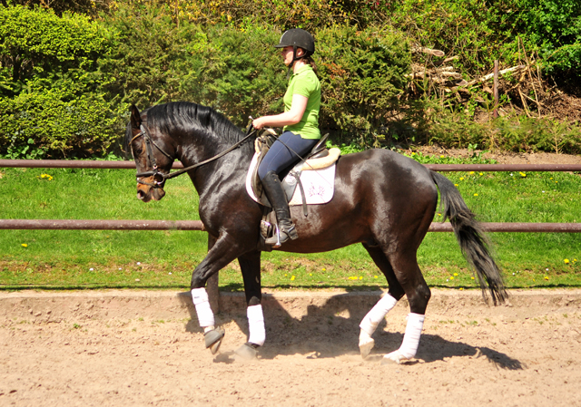 Saint Cyr von Kostolany - Trakehner Gestt Hmelschenburg - Foto: Beate Langels - 
Trakehner Gestt Hmelschenburg