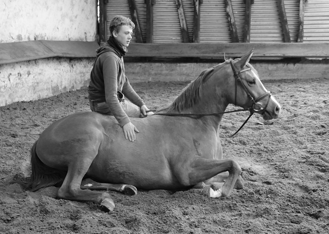 Klassic Motion von High Motion am 21. April 2020 in Hmelschenburg - Trakehner Gestt Hmelschenburg - Beate Langels