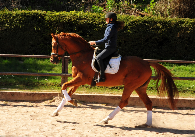 Zauberdeyk v. Van Deyk - Friedensfrst am 21. April 2020 in Hmelschenburg - Trakehner Gestt Hmelschenburg - Beate Langels