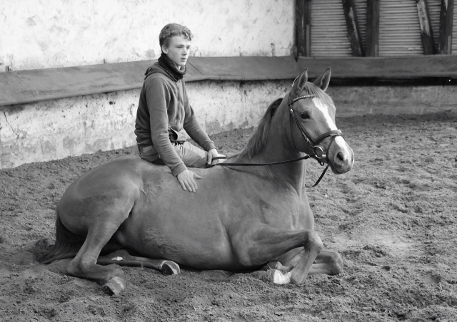 Klassic Motion von High Motion am 21. April 2020 in Hmelschenburg - Trakehner Gestt Hmelschenburg - Beate Langels