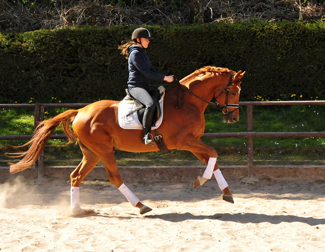 Zauberdeyk v. Van Deyk - Friedensfrst am 21. April 2020 in Hmelschenburg - Trakehner Gestt Hmelschenburg - Beate Langels