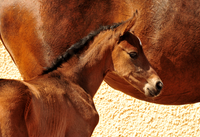 wenige Stunden alt: Stutfohlen von Tantalos u.d. Prmienstute Val d'Isere v. High Motion - 
Trakehner Gestt Hmelschenburg - Foto: Beate Langels