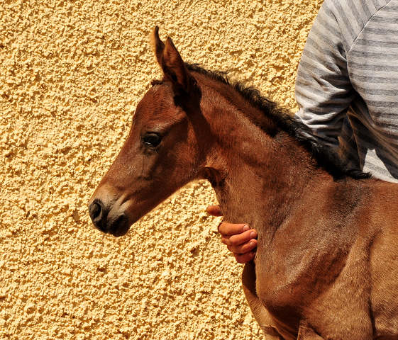 wenige Stunden alt: Stutfohlen von Tantalos u.d. Prmienstute Val d'Isere v. High Motion - 
Trakehner Gestt Hmelschenburg - Foto: Beate Langels