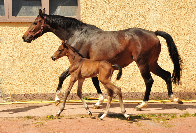 wenige Stunden alt: Stutfohlen von Tantalos u.d. Prmienstute Val d'Isere v. High Motion - 
Trakehner Gestt Hmelschenburg - Foto: Beate Langels