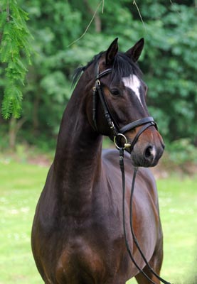 Dahoman (fr. Fridolyn) by Freudenfest out of Beloved by Kostolany - Foto: Beate Langels, Gestt Hmelschenburg