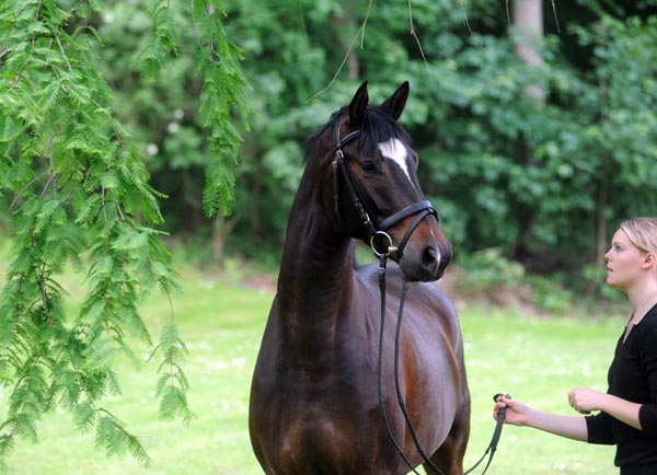 Dahoman by Freudenfest out of Beloved by Kostolany - Foto: Beate Langels, Gestt Hmelschenburg