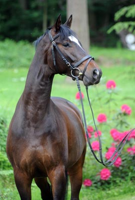 Dahoman by Freudenfest out of Beloved by. Kostolany - Foto: Beate Langels, Gestt Hmelschenburg