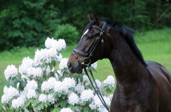 Dahoman by Freudenfest out of Beloved by Kostolany - Foto: Beate Langels, Gestt Hmelschenburg