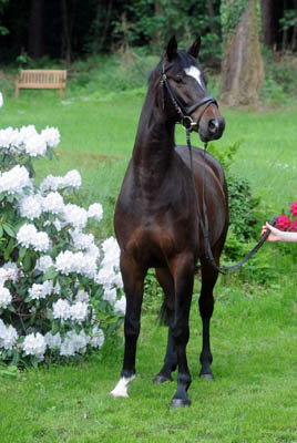 Dahoman by Freudenfest out of Beloved by Kostolany - Foto: Beate Langels, Gestt Hmelschenburg