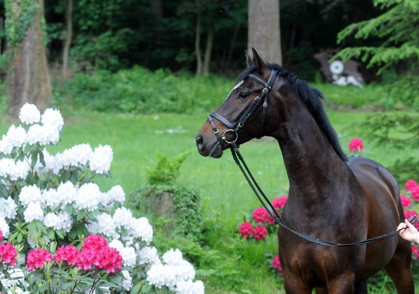 Dahoman by Freudenfest out of Beloved by Kostolany - Foto: Beate Langels, Gestt Hmelschenburg