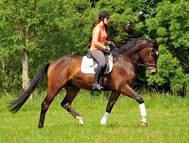 4jhriger Trakehner Wallach von Shavalou u.d. Kalidah Jamal v. Manhattan