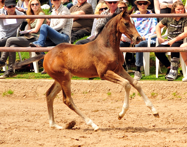 Stutfohlen von High Motion u.d. Val de Vienne v. Exclusiv - Foto Beate Langels