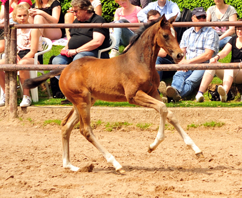 Stutfohlen von High Motion u.d. Val de Vienne v. Exclusiv - Foto Beate Langels