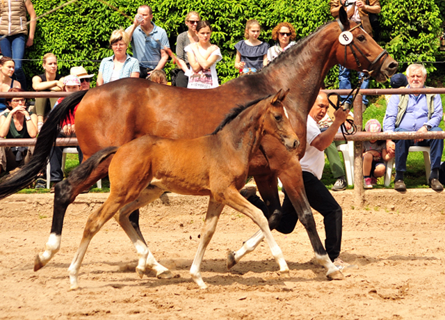 Stutfohlen von High Motion u.d. Val de Vienne v. Exclusiv - Foto Beate Langels