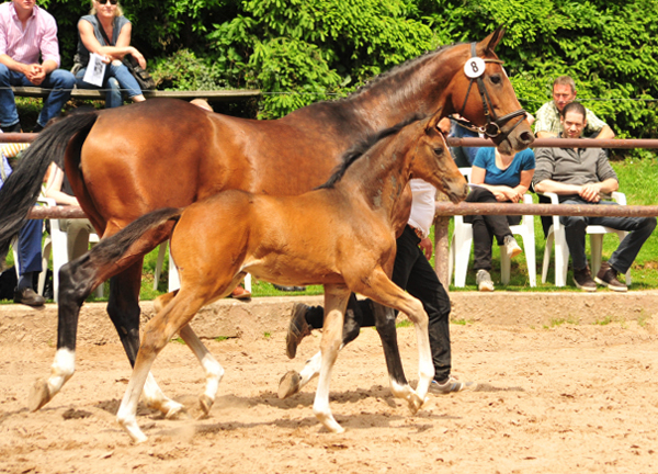 Stutfohlen von High Motion u.d. Val de Vienne v. Exclusiv - Foto Beate Langels