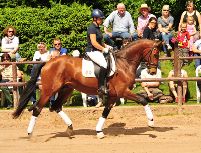 Trakehner KACYRO v. Saint Cyr u.d. Pr.,StPr. u. Elitestute Karena v. Freudenfest - Foto: Beate Langels - Trakehner Gestt Hmelschenburg