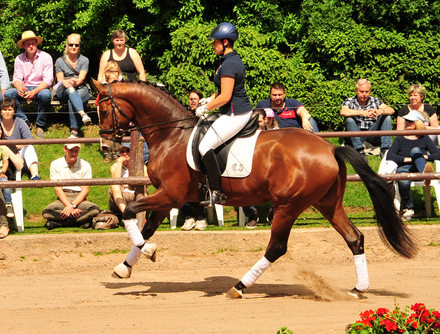 Trakehner KACYRO v. Saint Cyr u.d. Pr.,StPr. u. Elitestute Karena v. Freudenfest - Foto: Beate Langels - Trakehner Gestt Hmelschenburg