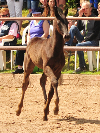 Trs Chic - Trakehner Stutfohlen von Schwarzgold u.d. Pr.u.StPrSt. Tacyra v. Saint Cyr - Foto: Beate Langels - Trakehner Gestt Hmelschenburg