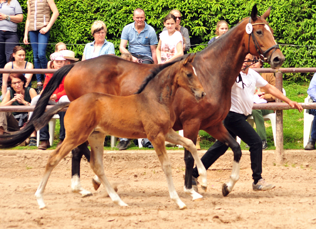 Stutfohlen von High Motion u.d. Val de Vienne v. Exclusiv - Foto Beate Langels