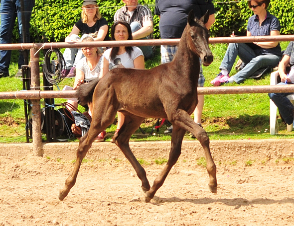 Trs Chic - Trakehner Stutfohlen von Schwarzgold u.d. Pr.u.StPrSt. Tacyra v. Saint Cyr - Foto: Beate Langels - Trakehner Gestt Hmelschenburg