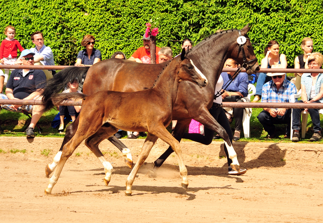 Oldenburger Hengstohlen von De Niro u.d. Schwalbendiva v. Totilas
 - Trakehner Gestt Hmelschenburg - Beate Langels