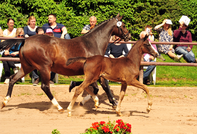 Oldenburger Hengstohlen von De Niro u.d. Schwalbendiva v. Totilas
 - Trakehner Gestt Hmelschenburg - Beate Langels