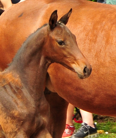 Stutfohlen von Shavalou u.d. Giulietta v. Saint Cyr - Trakehner Gestt Hmelschenburg - Foto: Beate Langels