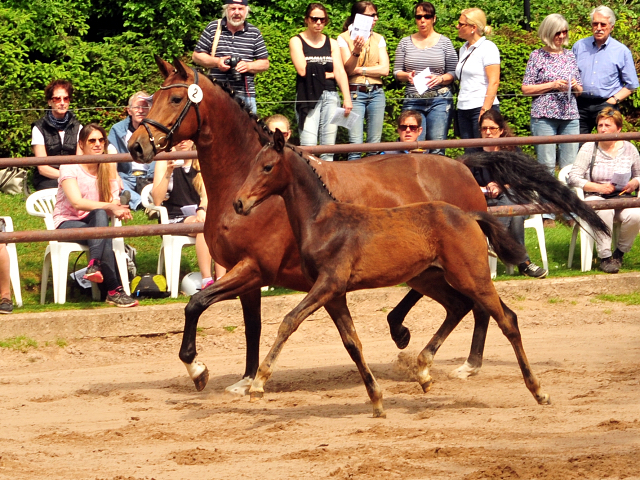 Stutfohlen von Shavalou u.d. Giulietta v. Saint Cyr - Trakehner Gestt Hmelschenburg - Foto: Beate Langels