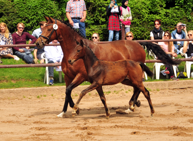 Stutfohlen von Shavalou u.d. Giulietta v. Saint Cyr - Trakehner Gestt Hmelschenburg - Foto: Beate Langels