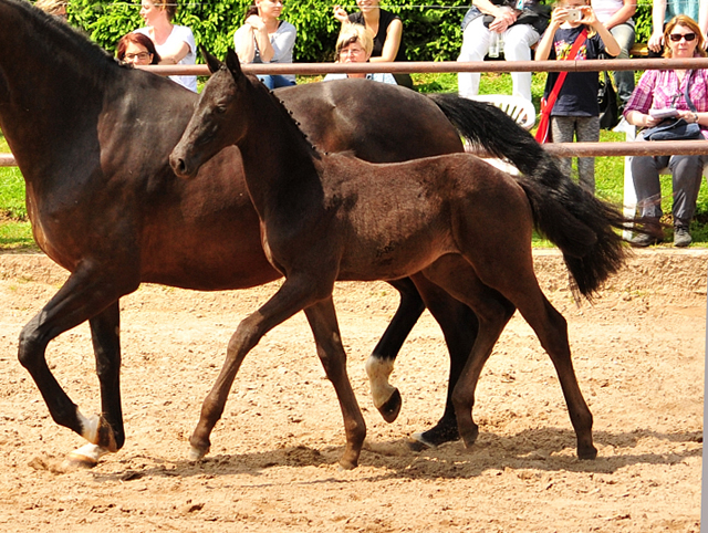 Trs Chic - Trakehner Stutfohlen von Schwarzgold u.d. Pr.u.StPrSt. Tacyra v. Saint Cyr - Foto: Beate Langels - Trakehner Gestt Hmelschenburg