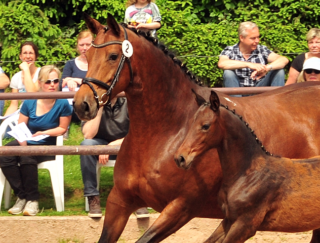 Stutfohlen von Shavalou u.d. Giulietta v. Saint Cyr - Trakehner Gestt Hmelschenburg - Foto: Beate Langels